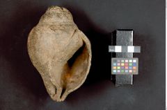 Foto (unten) von Nachbildung einer Chank-Schnecke  (NHMW-ZOO-MO-0081100-ETH-123)